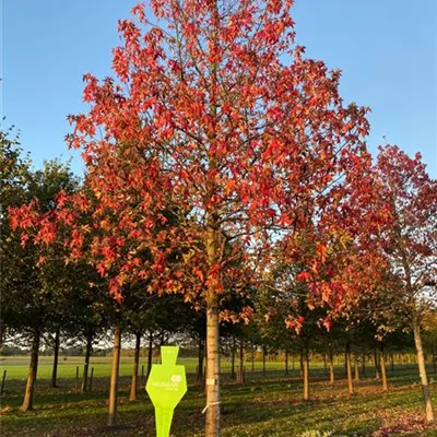 Sol Baum 5xv mDb 300-400 x 500-700 50- 60 - Amberbaum 'Worplesdon' - Liquidambar styraciflua 'Worplesdon' - Collection