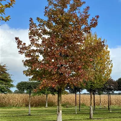 Sol Baum 6xv mDb 300-400 x 700-900 45- 50 - Amberbaum 'Worplesdon' - Liquidambar styraciflua 'Worplesdon' - Collection