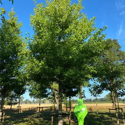 Sol Baum 6xv mDb 300-400 x 700-900 45- 50 - Amberbaum 'Worplesdon' - Liquidambar styraciflua 'Worplesdon' - Collection