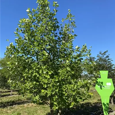 Sol 4xv mDb 150-200 x 400- 500 - Amerik.Tulpenbaum - Liriodendron tulipifera - Collection