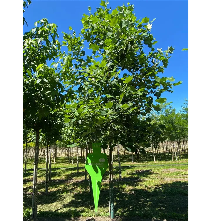 Amerik.Tulpenbaum - Liriodendron tulipifera - Collection