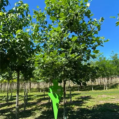 H 3xv mDb 18- 20 - Amerik.Tulpenbaum - Liriodendron tulipifera - Collection