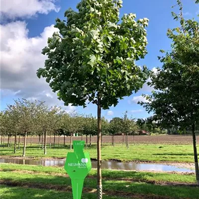 Sol Baum 4xv mDb 150-200 x 400-500 25- 30 - Amerik.Tulpenbaum - Liriodendron tulipifera - Collection