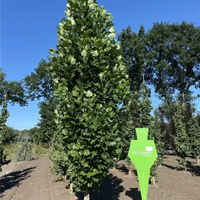 Sol 6xv mDb 100-150 x 400- 500 - Säulen-Tulpenbaum - Liriodendron tulipifera 'Fastigiatum' - Collection