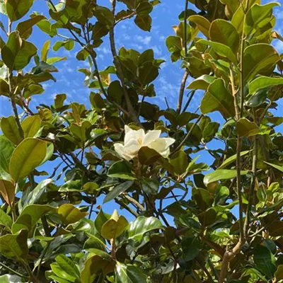 H 4xv mDb 20- 25 - Baum-Magnolie 'Goliath' - Magnolia grandiflora 'Goliath' - Collection