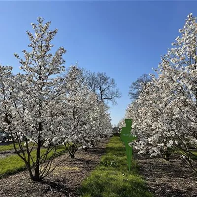 Sol 5xv mDb 200-300 x 450- 500 - Magnolie 'Merrill' - Magnolia loebneri 'Merrill' - Collection