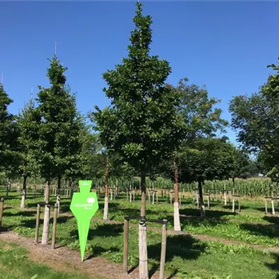 Sol Baum 5xv mDb 100-150 x 400-500 25- 30 - Magnolie 'Merrill' - Magnolia loebneri 'Merrill' - Collection