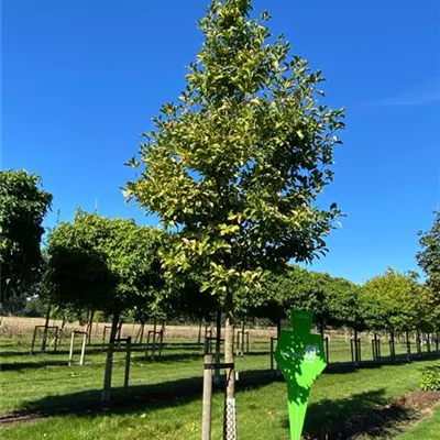 Sol Baum 5xv mDb 100-150 x 400-500 30- 35 - Magnolie 'Merrill' - Magnolia loebneri 'Merrill' - Collection