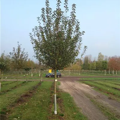 H 4xv mDb 20- 25 - Synonym - Malus 'Brettacher Gewürzapfel CAC - Collection