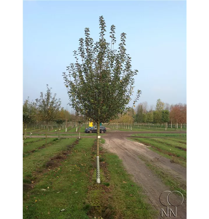 Synonym - Malus 'Brettacher Gewürzapfel CAC - Collection