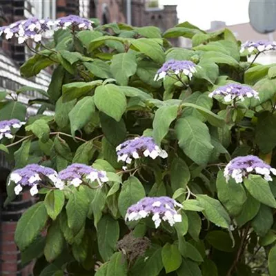 Container 50 - 60 - Hortensie - Hydrangea aspera 'Macrophylla'