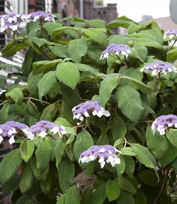 Hydrangea aspera 'Macrophylla'