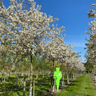 Sol Baum 5xv mDb Krbr. 150-200 30- 35 - Zierapfel 'Evereste' -R- - Malus 'Evereste' -R- - Collection