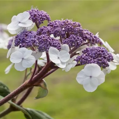 Topfgrösse 4 Liter - Hortensie - Hydrangea villosa