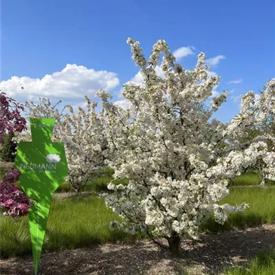 Sol 4xv mDb 150-200 x 200- 250 - Zierapfel 'Evereste' -R- - Malus 'Evereste' -R- - Collection