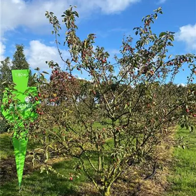 Sol 4xv mDb 150-200 x 200- 250 - Zierapfel 'Evereste' -R- - Malus 'Evereste' -R- - Collection