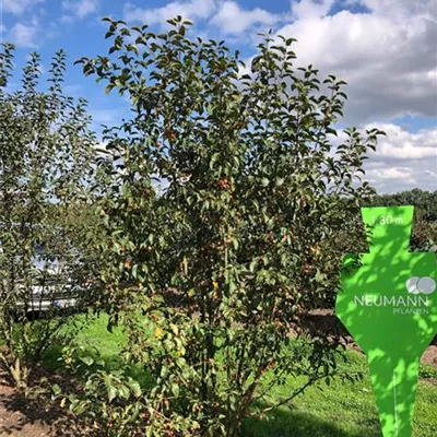 Sol 4xv mDb 150-200 x 250- 300 - Zierapfel 'Evereste' -R- - Malus 'Evereste' -R- - Collection