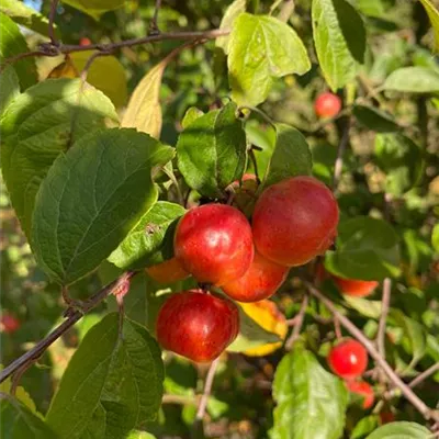 Sol 5xv mDb 300-400 x 350- 400 - Zierapfel 'Evereste' -R- - Malus 'Evereste' -R- - Collection