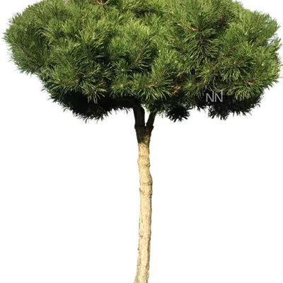 Pinienform H 6xv mDb 35- 40 - Schwarzkiefer - Pinus nigra ssp.nigra - Collection