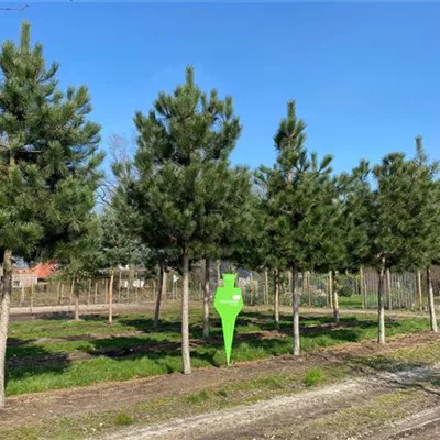 Sol Baum 6xv mDb Krbr. 150-200 35- 40 - Schwarzkiefer - Pinus nigra ssp.nigra - Collection