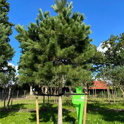 Sol Baum 6xv mDb Krbr. 150-200 40- 45 - Schwarzkiefer - Pinus nigra ssp.nigra - Collection