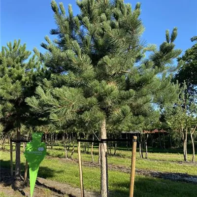 Sol Baum 7xv mDb Krbr. 200-300 45- 50 - Schwarzkiefer - Pinus nigra ssp.nigra - Collection