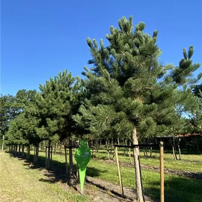 Sol Baum 7xv mDb Krbr. 200-300 45- 50 - Schwarzkiefer - Pinus nigra ssp.nigra - Collection