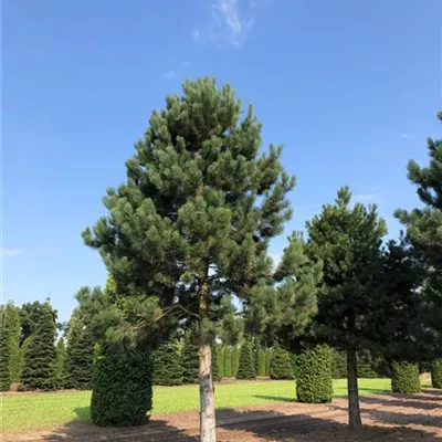 Sol Baum 7xv mDb Krbr. 300-400 70- 80 - Schwarzkiefer - Pinus nigra ssp.nigra - Collection