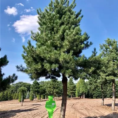 Sol Baum 8xv mDb Krbr. 400-600 80- 90 - Schwarzkiefer - Pinus nigra ssp.nigra - Collection