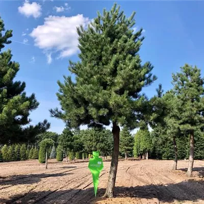 Sol Baum 8xv mDb Krbr. 400-600 80- 90 - Schwarzkiefer - Pinus nigra ssp.nigra - Collection