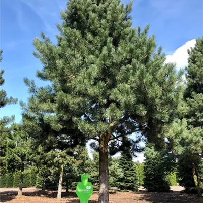 Sol Baum 8xv mDb Krbr. 400-600 100- 120 - Schwarzkiefer - Pinus nigra ssp.nigra - Collection