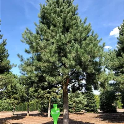 Sol Baum 8xv mDb Krbr. 400-600 100- 120 - Schwarzkiefer - Pinus nigra ssp.nigra - Collection