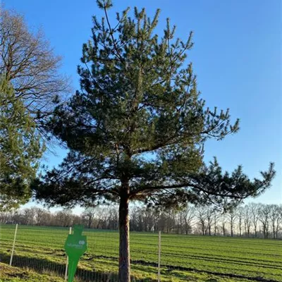 Charakterbaum H 7xv mDb 70- 80 - Schwarzkiefer - Pinus nigra ssp.nigra - Collection