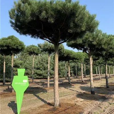 Pinienform H 7xv mDb 60- 70 - Schwarzkiefer - Pinus nigra ssp.nigra - Collection