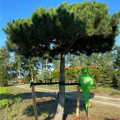 Pinienform H 7xv mDb 60- 70 - Schwarzkiefer - Pinus nigra ssp.nigra - Collection