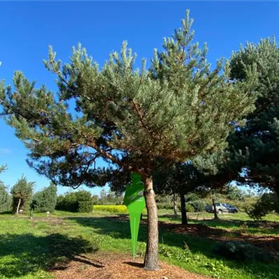 Charakterbaum H 6xv mDb 50- 60 - Kiefer - Pinus sylvestris - Collection