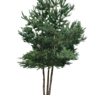 Charakterbaum H 7xv mDb 60- 70 - Kiefer - Pinus sylvestris - Collection