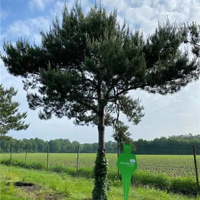 Charakterbaum H 7xv mDb 60- 70 - Kiefer - Pinus sylvestris - Collection