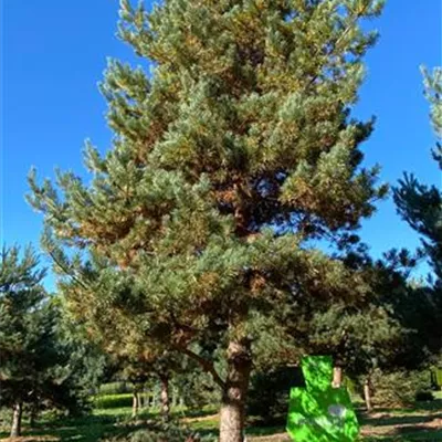 Charakterbaum H 7xv mDb 60- 70 - Kiefer - Pinus sylvestris - Collection