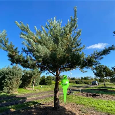 Charakterbaum H 7xv mDb 60- 70 - Kiefer - Pinus sylvestris - Collection