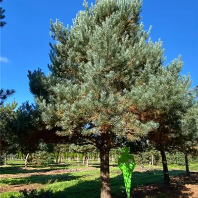 Charakterbaum H 7xv mDb 80- 90 - Kiefer - Pinus sylvestris - Collection