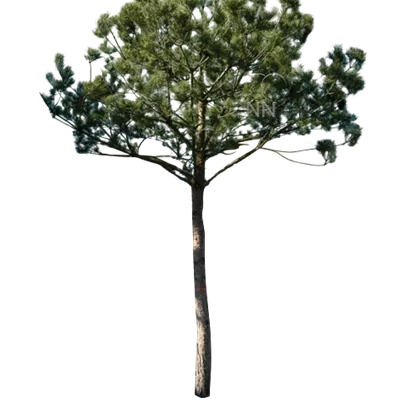 Pinienform H 7xv mDb 40- 45 - Kiefer - Pinus sylvestris - Collection