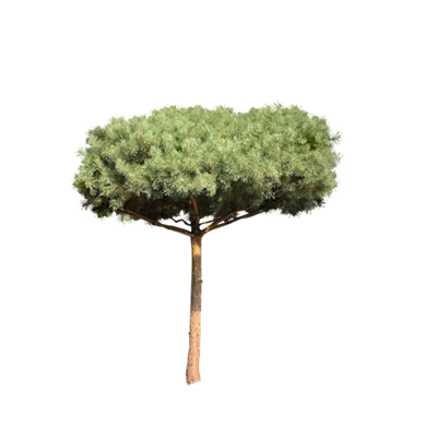 Pinienform H 7xv mDb 45- 50 - Kiefer - Pinus sylvestris - Collection