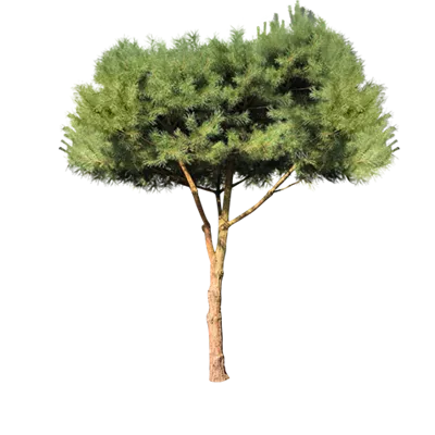 Pinienform H 7xv mDb 45- 50 - Kiefer - Pinus sylvestris - Collection