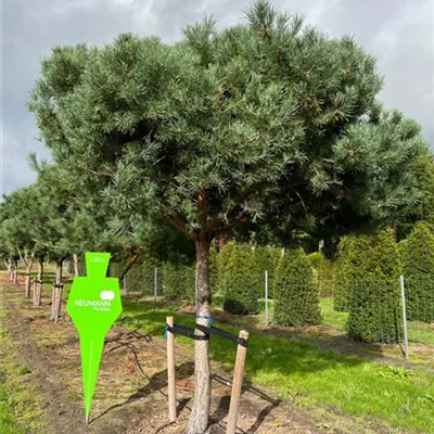 Pinienform H 7xv mDb 45- 50 - Kiefer - Pinus sylvestris - Collection