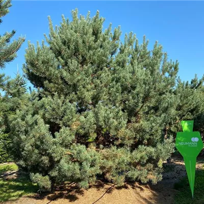 Sol 7xv mDb 300-400 x 400- 450 - Kiefer - Pinus sylvestris - Collection