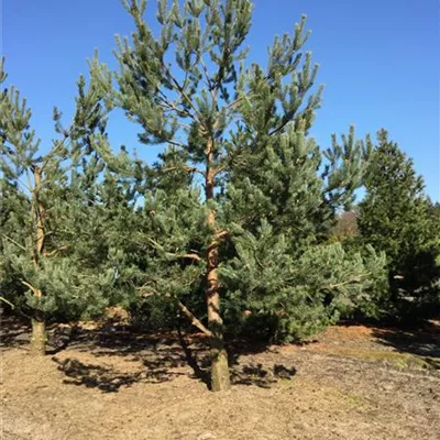 Sol 7xv mDb 300-400 x 450- 500 - Kiefer - Pinus sylvestris - Collection