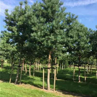 Sol Baum 7xv mDb Krbr. 200-300 40- 45 - Kiefer - Pinus sylvestris - Collection