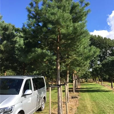 Sol Baum 7xv mDb Krbr. 200-300 40- 45 - Kiefer - Pinus sylvestris - Collection