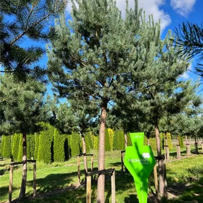 Sol Baum 7xv mDb Krbr. 200-300 40- 45 - Kiefer - Pinus sylvestris - Collection